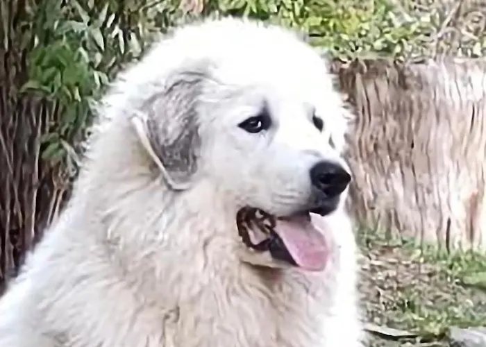 D'hote La Fessille Piscine Et 2 Personnes منزل للإقامة Fayet-Ronaye